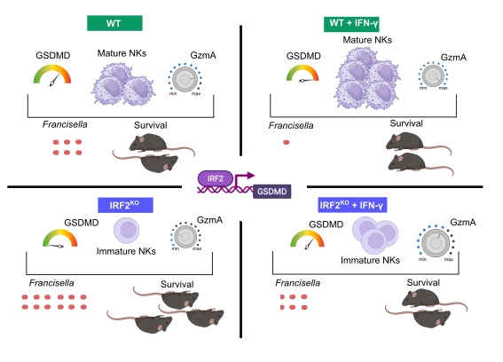 IRF2 deficiency disrupts pyroptosis, NK cell interferon-γ production and resistance to Francisella.