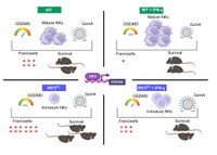IRF2 deficiency disrupts pyroptosis, NK cell interferon-γ production and resistance to Francisella.