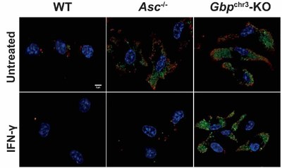 At this time, accumulating evidence were pointing to a link between Gbps and inflammasomes. We used a mouse model of tularemia to demonstrate that Gbps were key actors of immune innate responses against F. novicida in an inflammasome-dependent manner and independent manner. This work also demonstrated that most, if not all, of the antibacterial effect of IFN-gamma in vivo in this model was dependent on Gbps! Go Gbps!