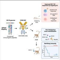 A vaccine targeting antigen-presenting cells through CD40 induces protective immunity against Nipah disease