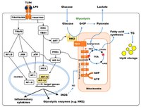 Reprogramming of Central Carbon Metabolism in Myeloid Cells upon Innate Immune Receptor Stimulation