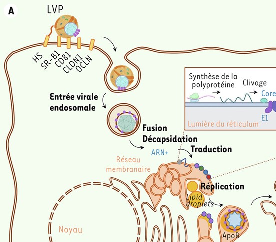 Rôle du métabolisme cellulaire dans le contrôle des hépatites virales chroniques