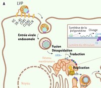 [Role of cellular metabolism in the control of chronic viral hepatitis].