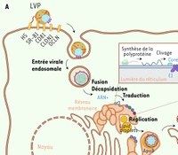 Rôle du métabolisme cellulaire dans le contrôle des hépatites virales chroniques