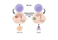 Tethering of hexokinase 2 to mitochondria promotes resistance of liver cancer cells to natural killer cell cytotoxicity