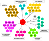 The current landscape of coronavirus-host protein-protein interactions.