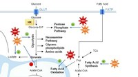 What role for cellular metabolism in the control of hepatitis viruses?