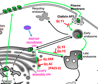 Envelopement and secretion of CCHFV