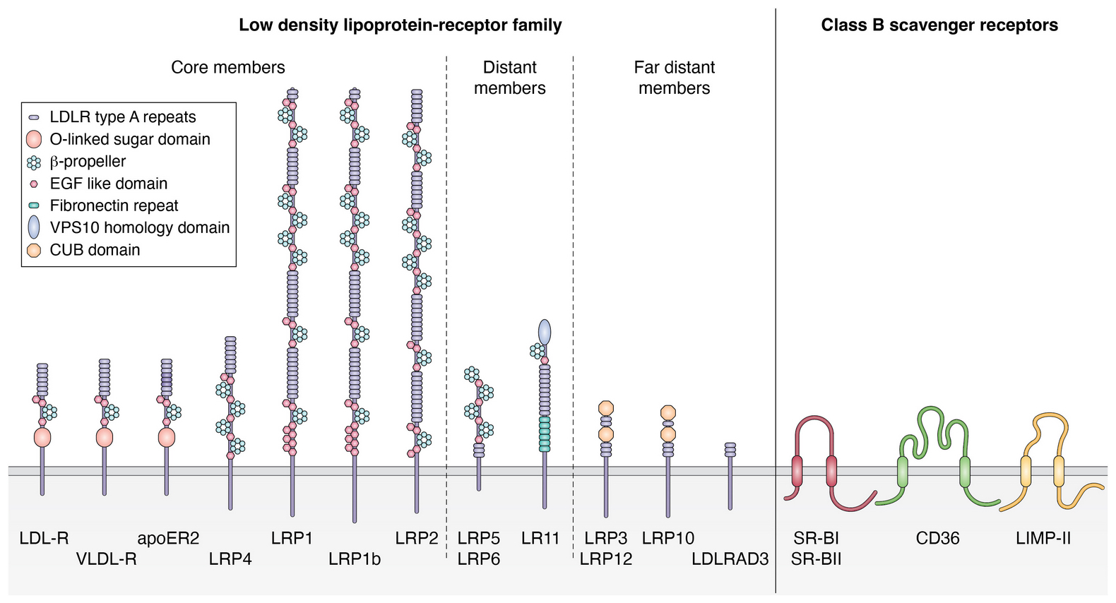 Lipoprotein receptors: A little grease for enveloped viruses to open the lock?