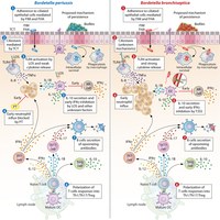 Bordetella bronchiseptica and Bordetella pertussis: Similarities and Differences in Infection, Immuno-Modulation, and Vaccine Considerations