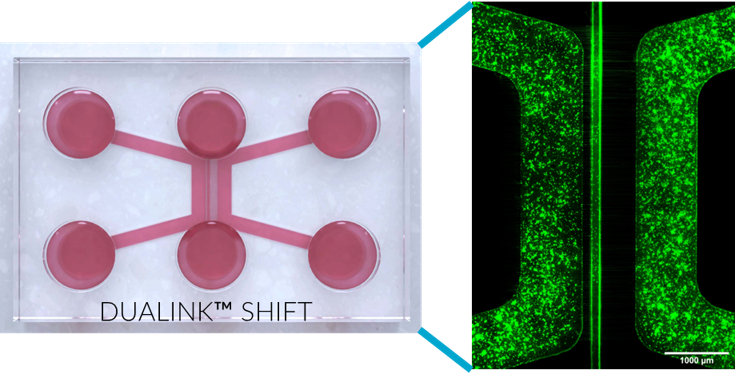 Proof-of-Concept Human Organ-on-Chip Study: First Step of Platform to Assess Neuro-Immunological Communication Involved in Inflammatory Bowel Diseases 