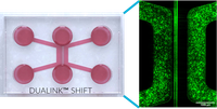 Proof-of-Concept Human Organ-on-Chip Study: First Step of Platform to Assess Neuro-Immunological Communication Involved in Inflammatory Bowel Diseases 