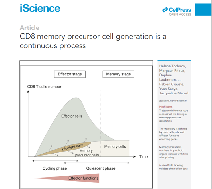 CD8 memory precursor cell generation is a continuous process