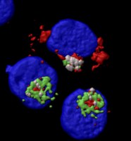 The broad viral inhibitors IFITMs can regulate Golgi trafficking