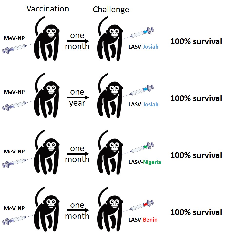 Science Translational Medicine: UBIVE publication on Lassa fever vaccine