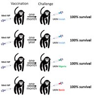 Science Translational Medicine: UBIVE publication on Lassa fever vaccine