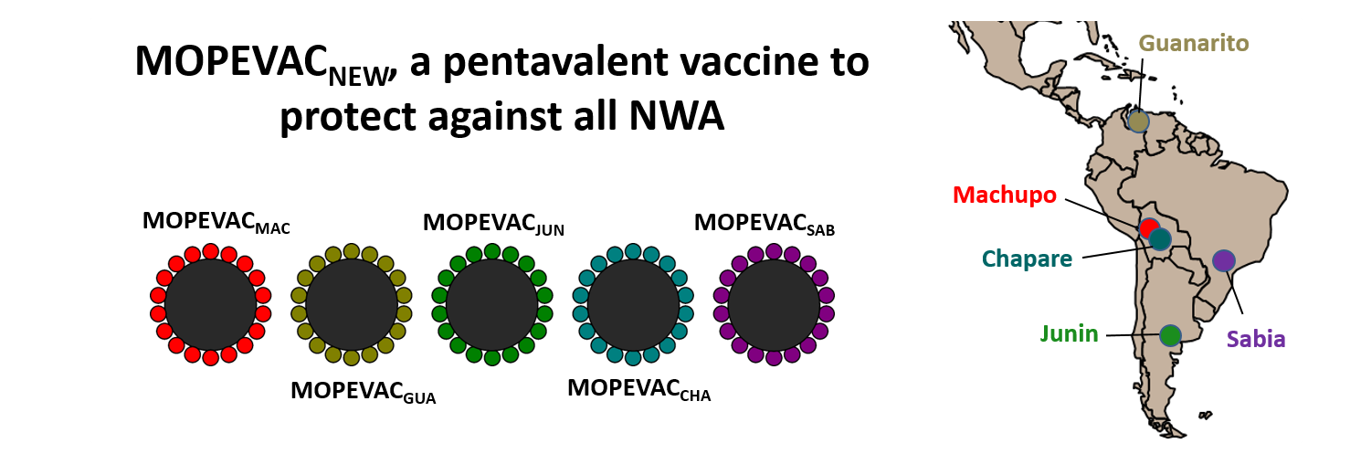 Un vaccin contre les arénavirus du Nouveau Monde